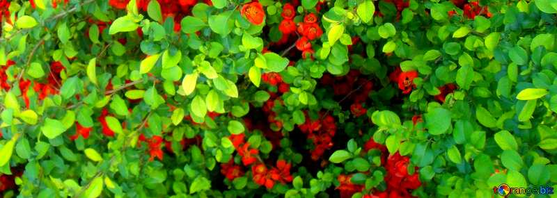 Cover. Bush blooms in red. №14053