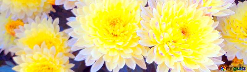 Cover. Chrysanthemum. №14193