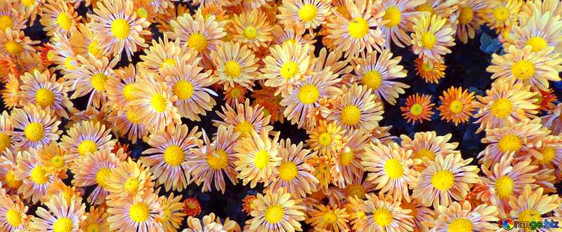 Cover. Chrysanthemums. №14214