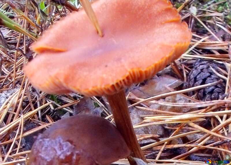Cover. Edible mushroom and toadstool. №13034
