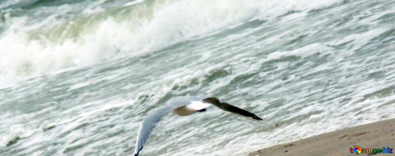 Cover. Seagull over waves. №12722