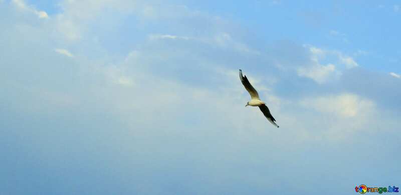 Cover. Seagull in the sky. №14383
