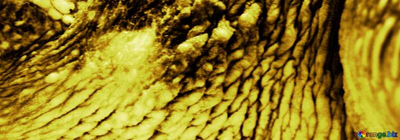 Cover. The texture. Skin  turtle.. №10211