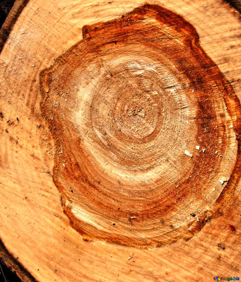 cut wood texture №1074