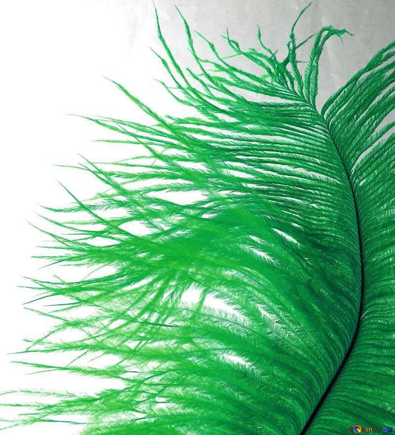 Green color. Feather of bird. №16323