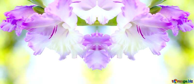 fiore viola su sfondo bianco №33786