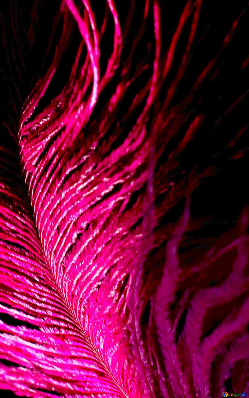 Image for profile picture Big bird feather. №16311