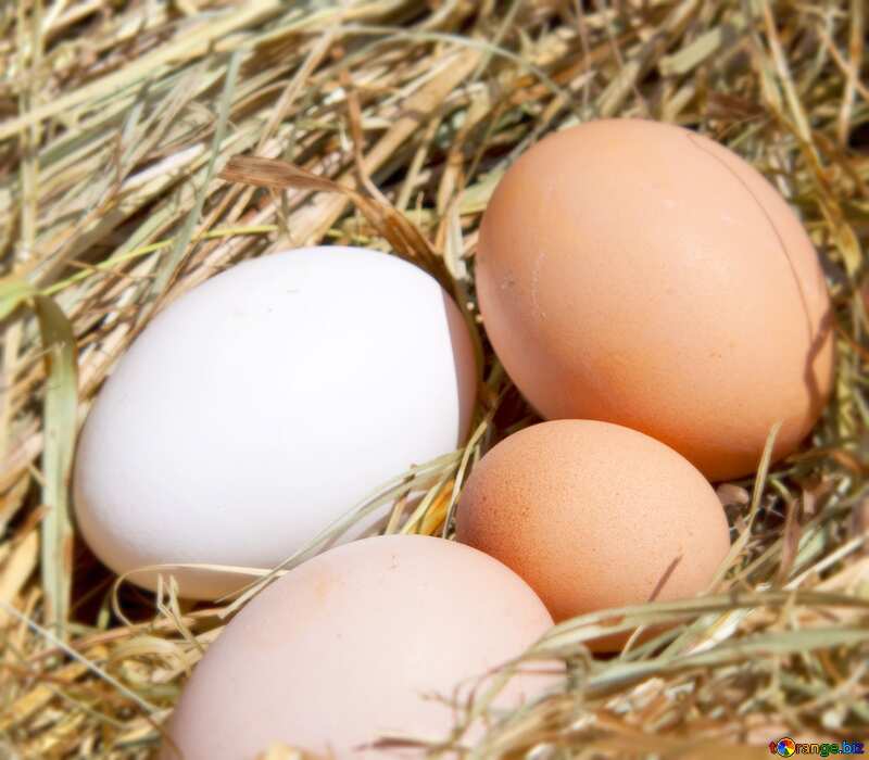Image for profile picture Eggs in the nest. №1069