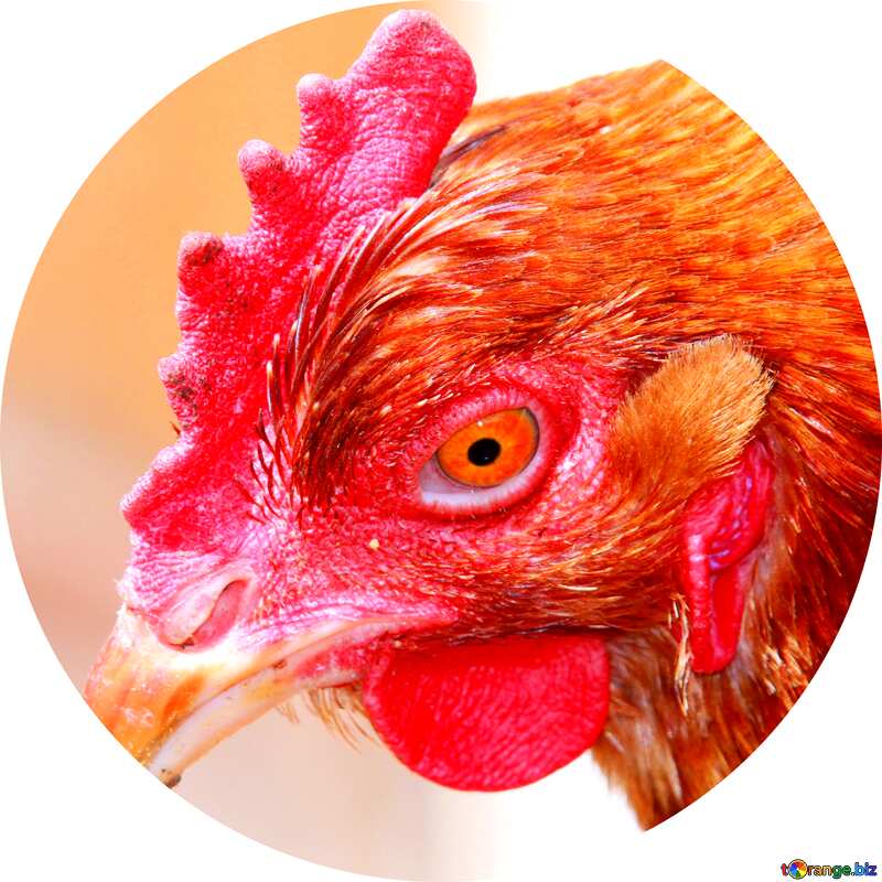 Image for profile picture The head of chicken. №1577