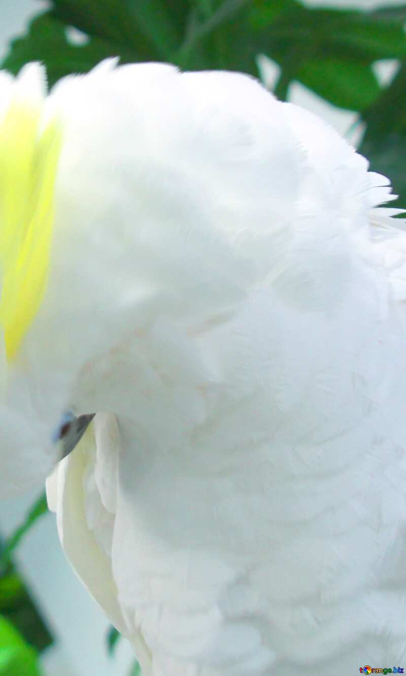 Image for profile picture Large  white  parrot  Cockatoo. №10751