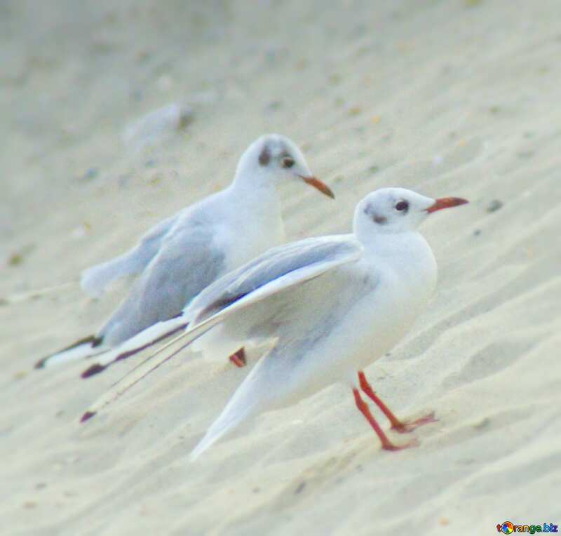 Image for profile picture Little Gull. №14384