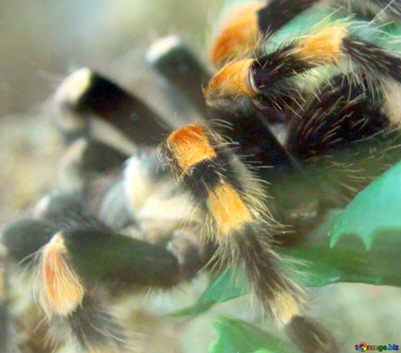 Image for profile picture Mexican  tarantula. №11183