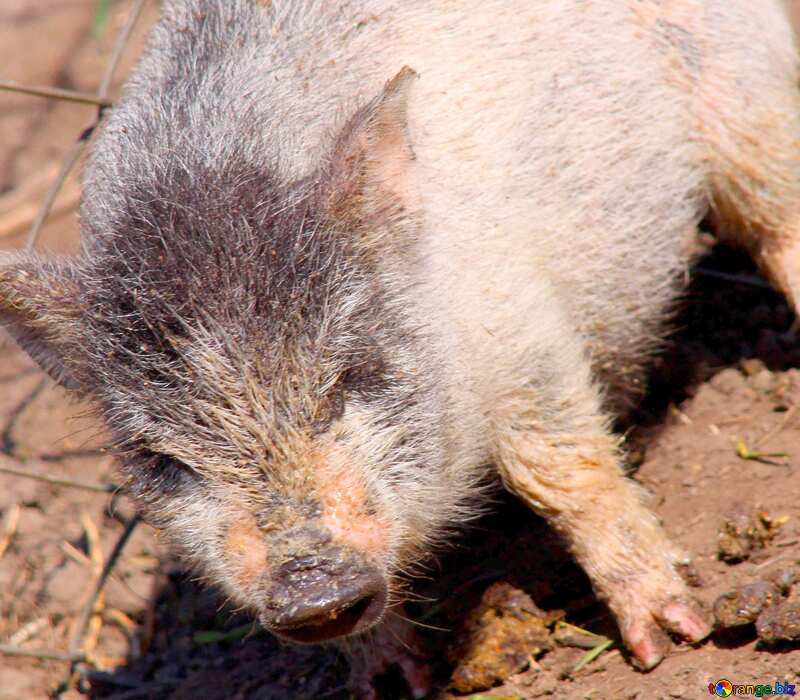 Image for profile picture Pig wild. №1265