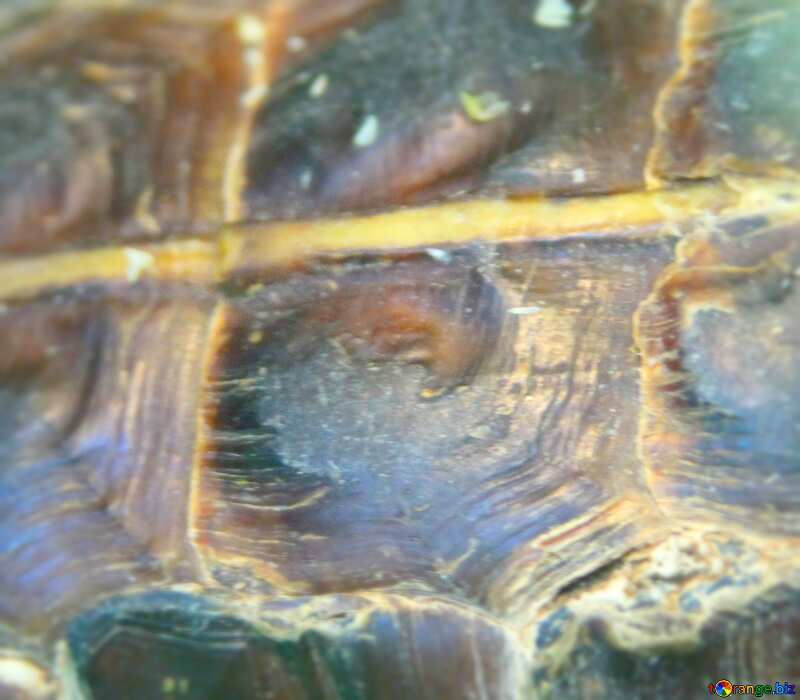 Image for profile picture Texture.  Armour.  Barbed Turtle.. №11121