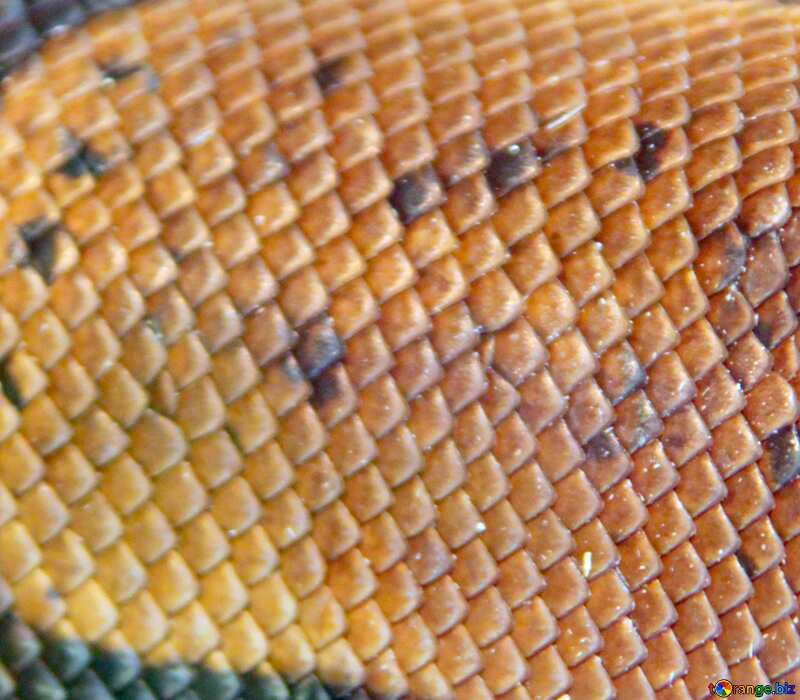 Image for profile picture Texture.  Leather  snakes.. №10187