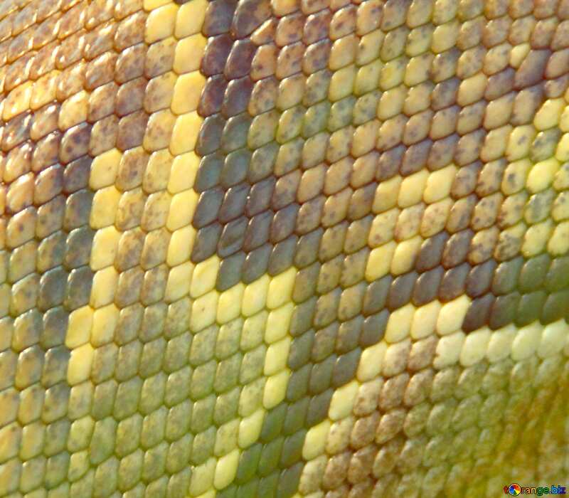 Image for profile picture The texture. Skin  Python . №10378