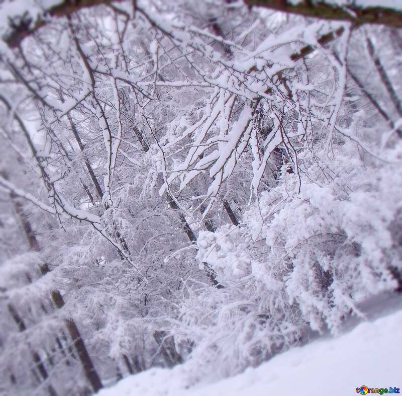 Image for profile picture Winter  landscape . №10530