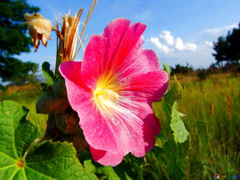 Mallow flower blur frame №7681