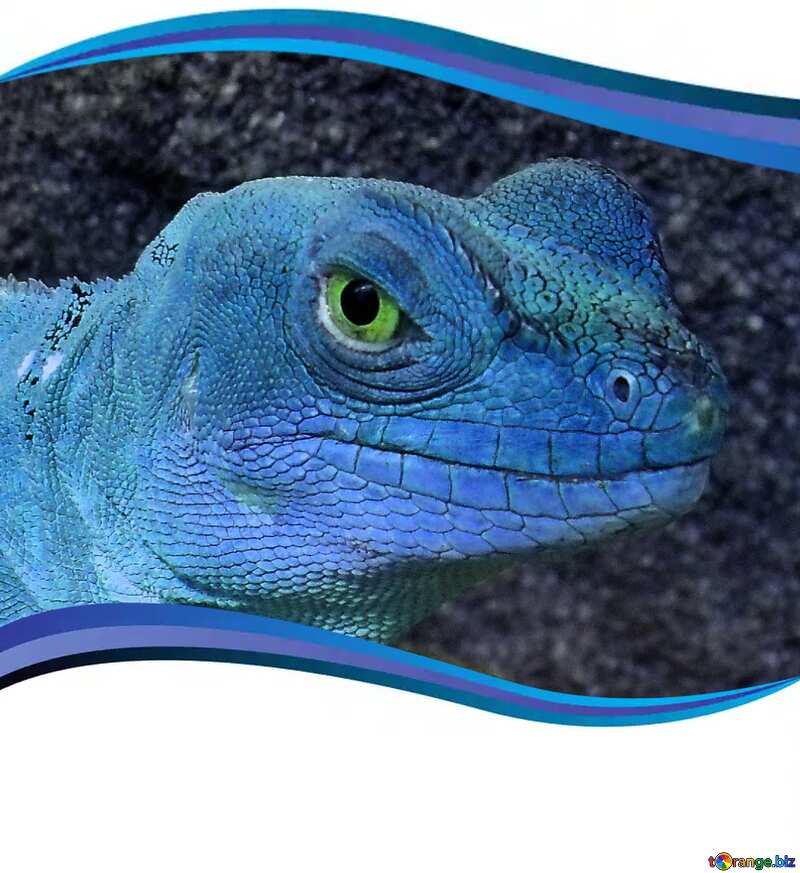 Lizard blue №10697