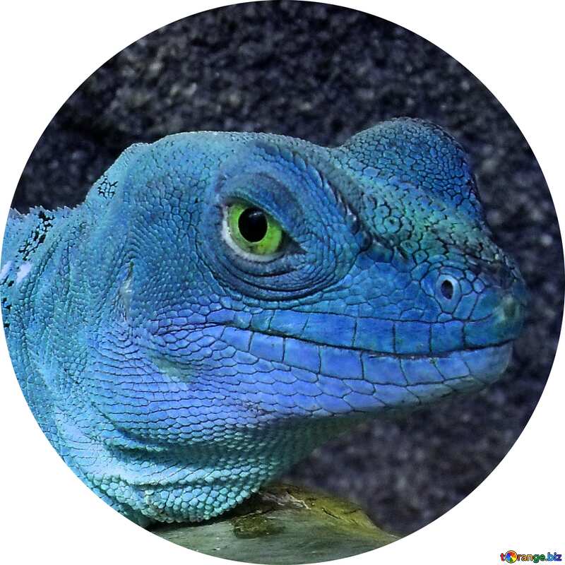 Lizard blue Image for profile picture №10697