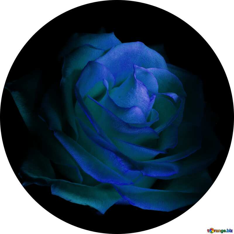 Profile image blue rose №1236