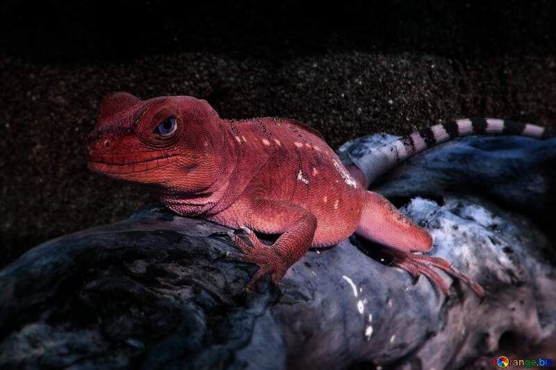 Red lizard №10697