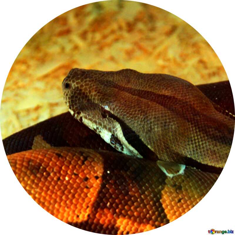 Snake Image for profile picture №10383
