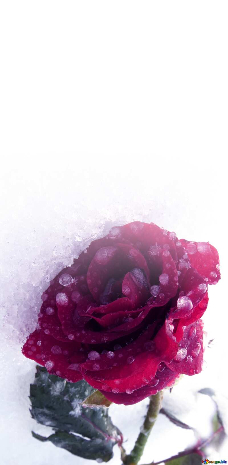 Template background for the label. Frozen rose with drops. №17012