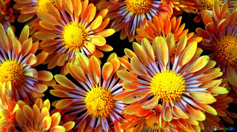 Texture. Chrysanthemum. №14159