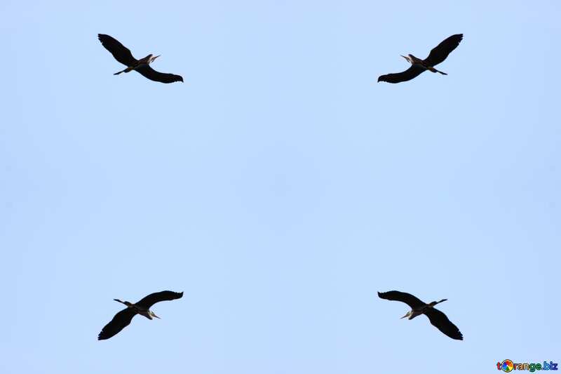 Texture. Heron in flight. №1194