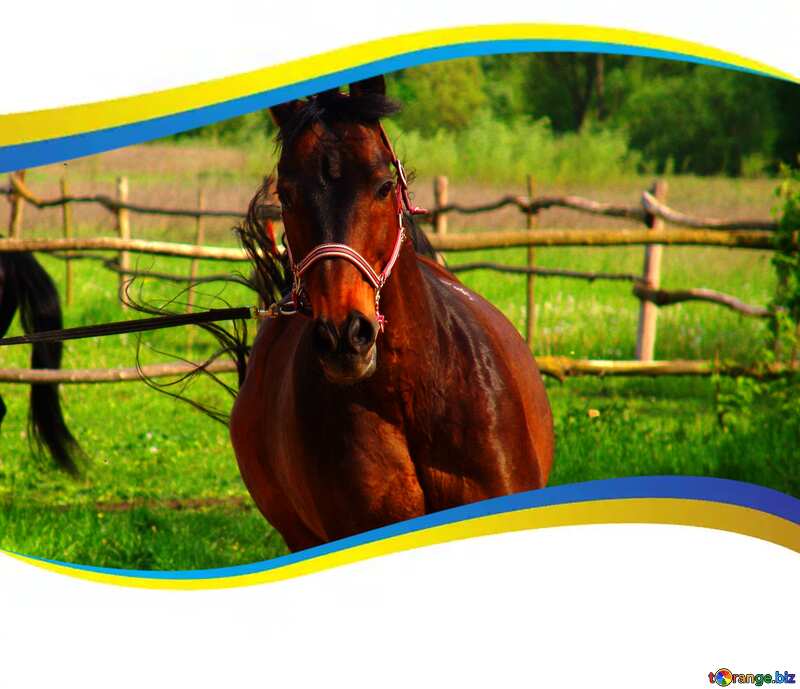 Ukrainian horse №1063