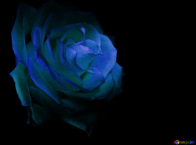 Wallpaper blue rose №1236