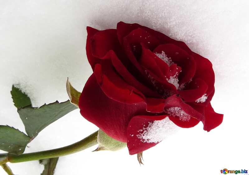 winter snow rose №16966