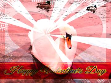 FX №170793 White Swan folded its wings in the form of heart on the background of ducks. Greeting card retro...