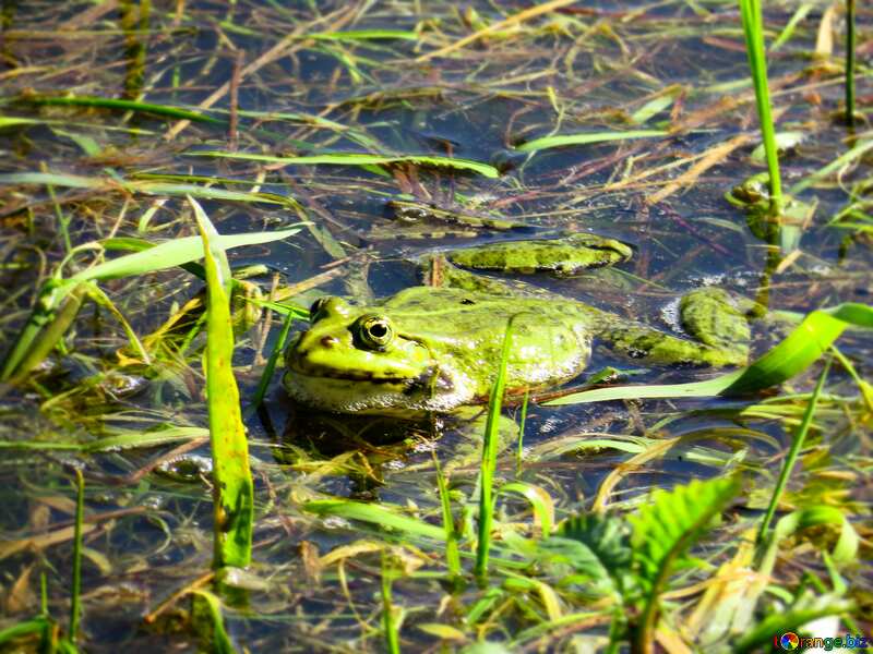 Green frog in water №22221