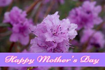 FX №171350 Azalea flower Pretty Lettering Happy Mothers Day
