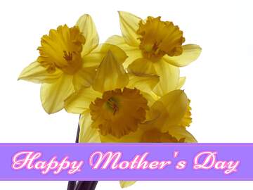 FX №171175 A bouquet of daffodils Pretty Lettering Happy Mothers Day