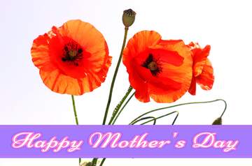 FX №171159 Bouquet of poppies in isolation Pretty Lettering Happy Mothers Day
