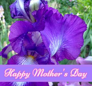 FX №171336 Bright iris flower Pretty Lettering Happy Mothers Day