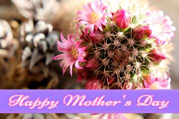FX №171296 Cactus flowers on the windowsill Pretty Lettering Happy Mothers Day