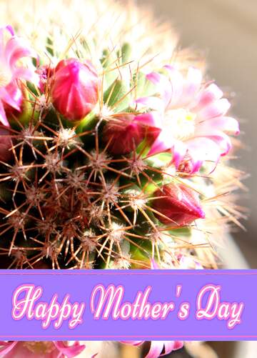 FX №171297 Cactus flowers on the windowsill Pretty Lettering Happy Mothers Day