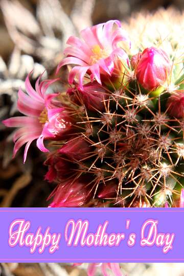 FX №171298 Cactus flowers on the windowsill Pretty Lettering Happy Mothers Day