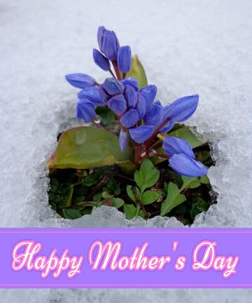 FX №171331 Flower under snow Pretty Lettering Happy Mothers Day