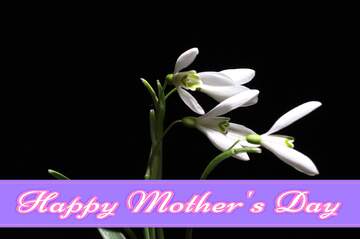 FX №171416 Flowers on the background Pretty Lettering Happy Mothers Day