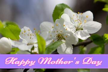 FX №171368 Flowers fruit tree Pretty Lettering Happy Mothers Day