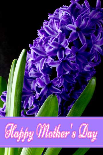FX №171332 Flowers hyacinths Pretty Lettering Happy Mothers Day