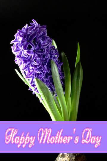 FX №171333 Hyacinth flower Pretty Lettering Happy Mothers Day
