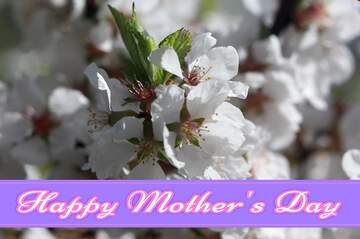 FX №171366 Large flowers of fruit tree Pretty Lettering Happy Mothers Day