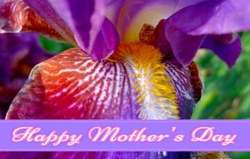 FX №171274 Macro iris flower Pretty Lettering Happy Mothers Day