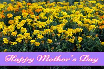 FX №171398 Marigold flowers Pretty Lettering Happy Mothers Day